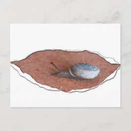 Cartão Postal Caracol Sob Material Torno