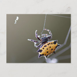 Cartão Postal Caranguejo Como Orb Weaver Spider