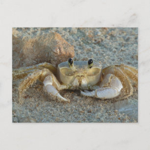 Cartão Postal Caranguejo da Areia