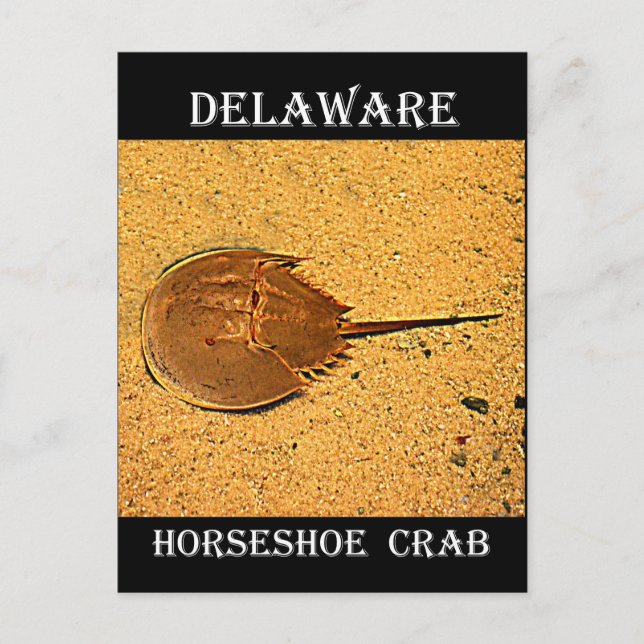 Cartão Postal Caranguejo de Ferradura Delaware (Frente)
