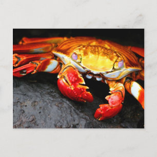 Cartão Postal Caranguejo Galápagos