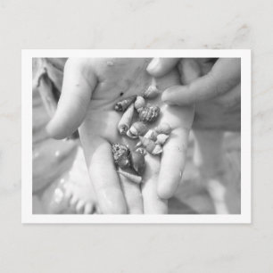 Cartão Postal caranguejos de eremita