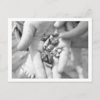 Cartão Postal caranguejos de eremita