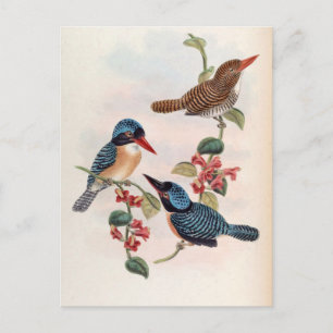 Cartão Postal Carcineutes Melanops (Rebanhista De Faca Azul)