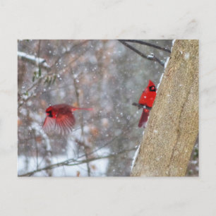 Cartão Postal Cardeais na neve