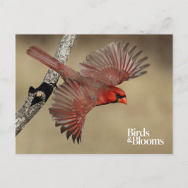 Cartão Postal Cardeal De norte Em Voo