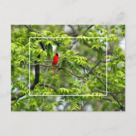 Cartão Postal Cardeal em uma árvore de gafanhoto de mel