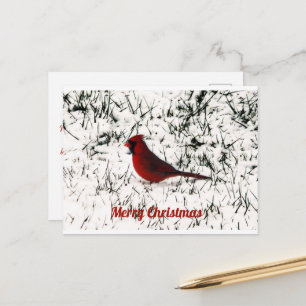 Cartão Postal Cardeal Flat Feliz de Natal