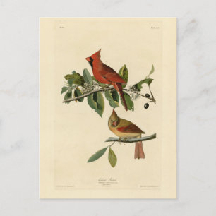 Cartão Postal Cardeal Grosbeak das Aves da América de Audubon