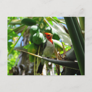 Cartão Postal Cardeal Hawaii Bird of Paradise Coconuts