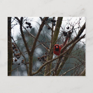 Cartão Postal Cardeal Masculino ainda Brincando