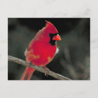 Cardeal Vermelho Emitido em uma Ramificação de Árv