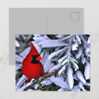 Cardeal Vermelho Inverno