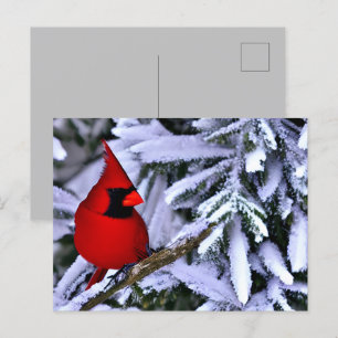 Cartão Postal Cardeal Vermelho Inverno