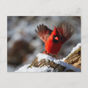 Cartão Postal Cardeal Vermelho na Neve