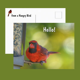 Cartão Postal Cardeal Vermelho no Birdfeeder Hangry Bird