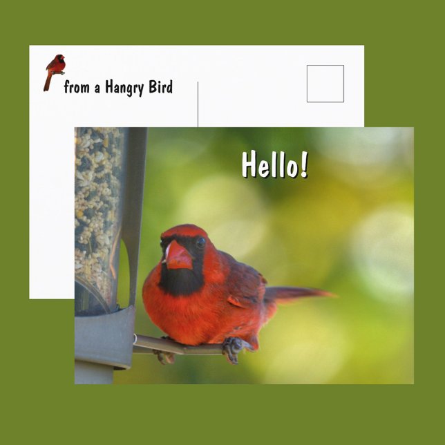 Cartão Postal Cardeal Vermelho no Birdfeeder Hangry Bird (Criador carregado)