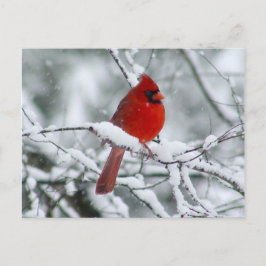 Cartão Postal Cardeal Vermelho no Cartão-Postal de Neve