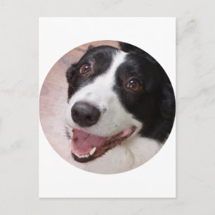Cartão Postal Cardigan Welsh Corgi