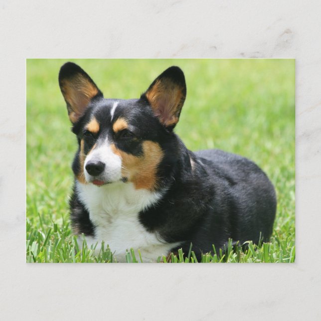 Cartão Postal Cardigan Welsh Corgi (Frente)