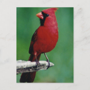 Cartão Postal Cardinais do Norte