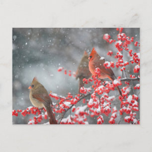 Cartão Postal Cardinais do norte   Marion, Illinois