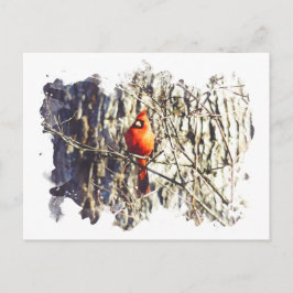 Cartão Postal Cardinal de Aquarela
