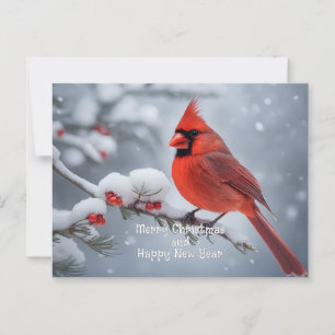Cartão Postal Cardinal de Natal