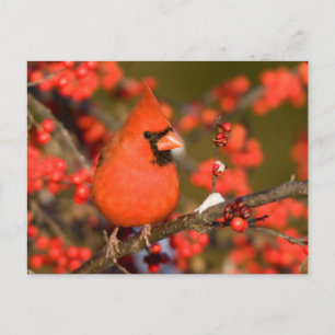 Cartão Postal Cardinal de norte em framboesa comum