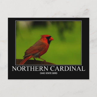 Cartão Postal Cardinal-do-norte