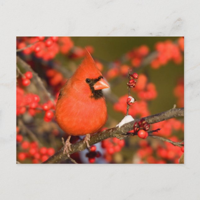 Cartão Postal Cardinal-do-norte em Winterberry Comum (Frente)