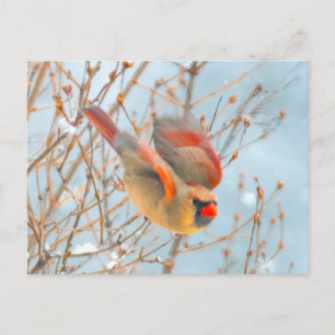 Cartão Postal Cardinal do Norte Voando - Fotografia Original