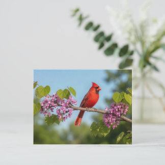 Cartão Postal Cardinal em um galho de Redbud