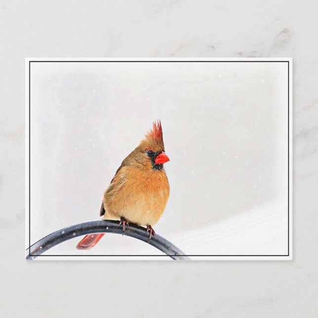 Cartão Postal Cardinal feminino (Frente)