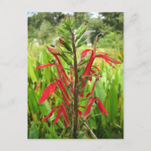 Cartão Postal Cardinal Flower, Lobelia Cardinalis