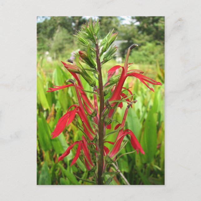 Cartão Postal Cardinal Flower, Lobelia Cardinalis (Frente)