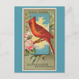 Cartão Postal Cardinal Grosbeak