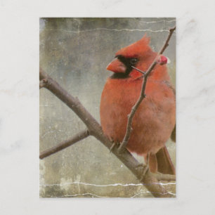 Cartão Postal Cardinal Grunge