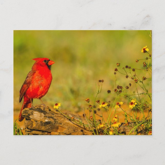 Cartão Postal Cardinal macho em tronco (Frente)