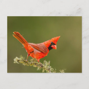 Cartão Postal Cardinal macho no galho