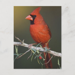 Cartão Postal Cardinal-vermelho, Cardinalis cardinalis, macho