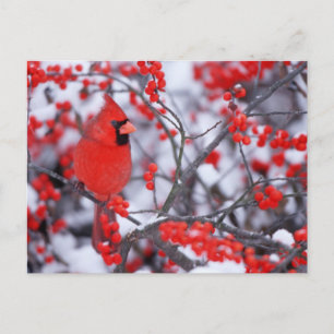Cartão Postal Cardinal-vermelho macho, Inverno, IL