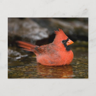 Cartão Postal Cardinal-vermelho macho se banhando