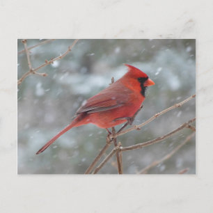 Cartão Postal Cardinal vermelho na neve