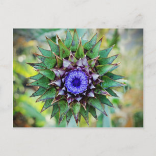 Cartão Postal Cardo escocês de florescência