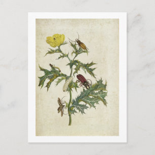 Cartão Postal Cardos Spinosus: Besouros e lagartas, placa 6