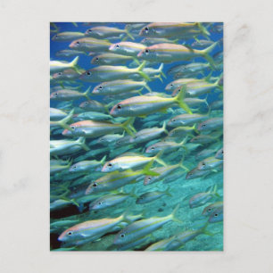 Cartão Postal Cardume de Salmonete de Cauda Amarela