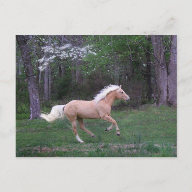 Cartão Postal Care Free (Frente)