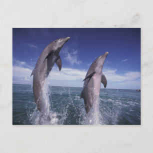 Cartão Postal Caribbean, Bottlenose dolphins Tursiops
