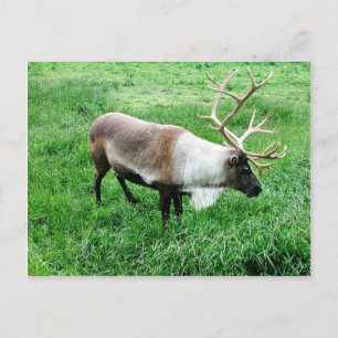 Cartão Postal Caribe